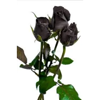 Nice Black Rose
